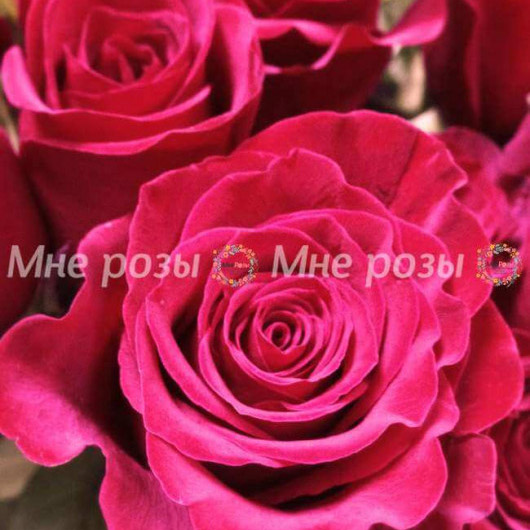 Роза красная Фридом длинная 80см